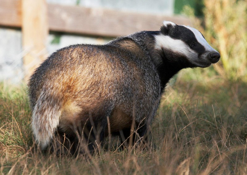 平头哥无所畏惧的原因究竟是什么,世界最不怕死的平头哥
