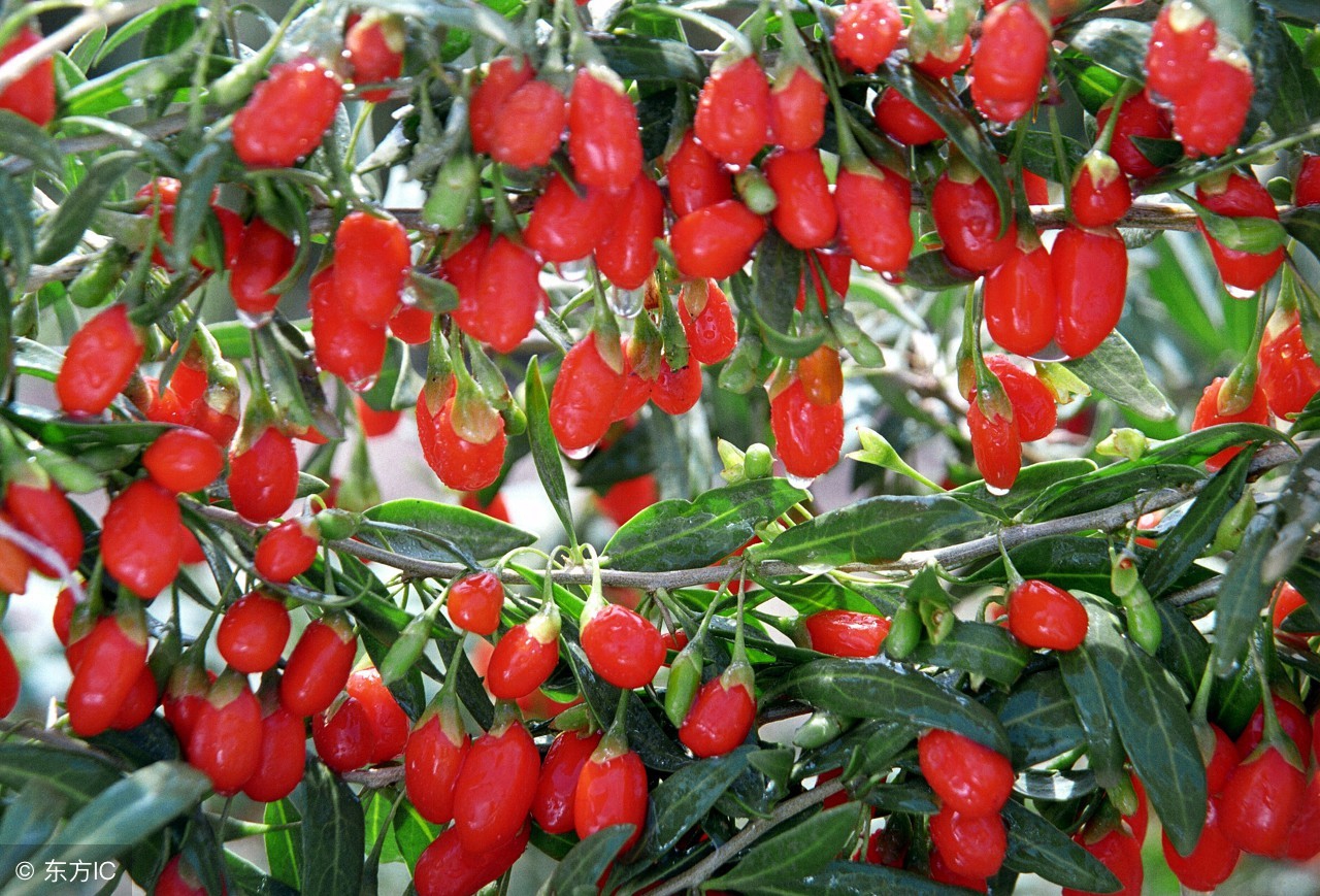 各地区小吃及特产汇总