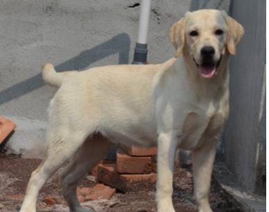 狗年养什么宠物,什么狗是旺财旺家的好狗