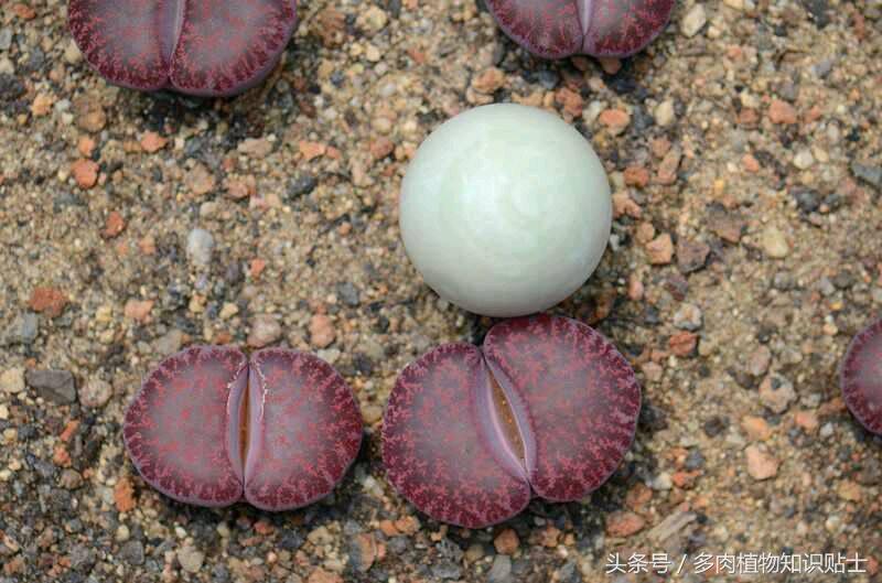 生石花多肉的品种,多肉植物生石花品种大全