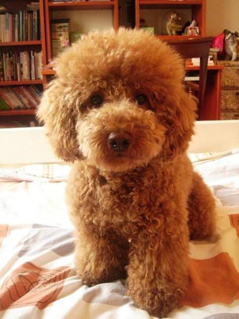 了解狗狗的十大冷知识,狗年狗狗的运势怎么样