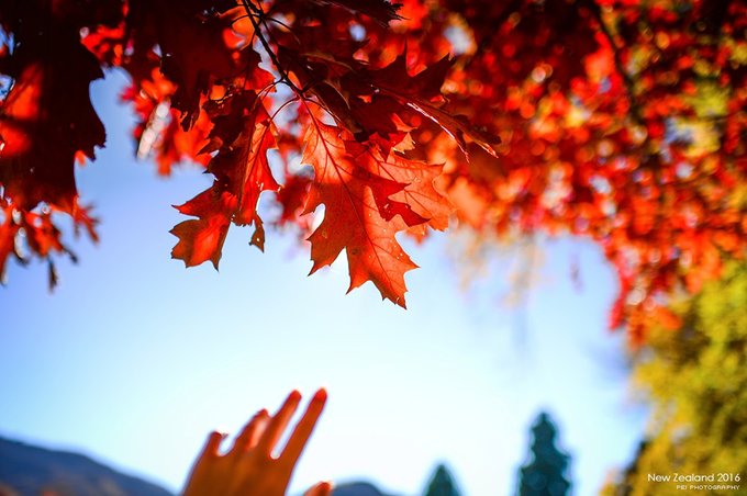 【NewZealand】说走就走，奔赴一场秋天的盛宴——新西兰任性10日游,更新中