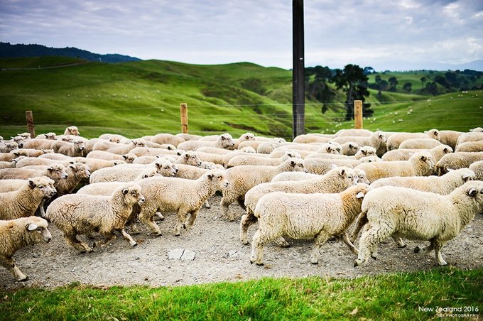 【NewZealand】说走就走，奔赴一场秋天的盛宴——新西兰任性10日游,更新中