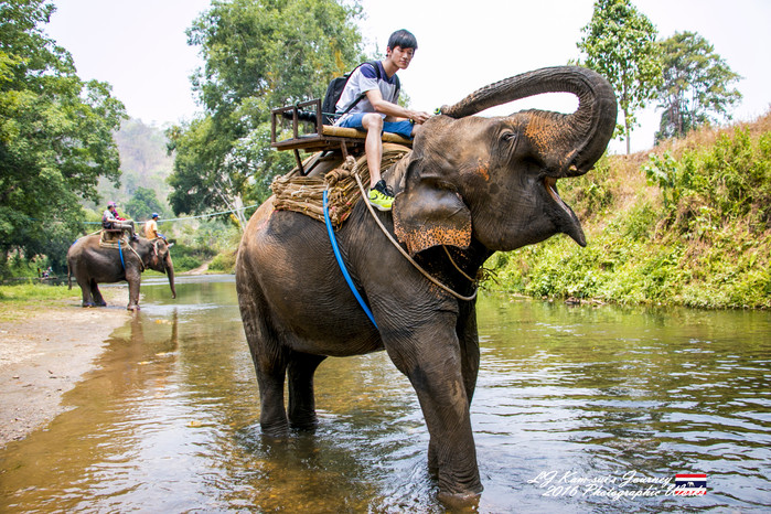 泰国清迈县旅行者,清迈佛寺之城等你采撷的泰北玫瑰