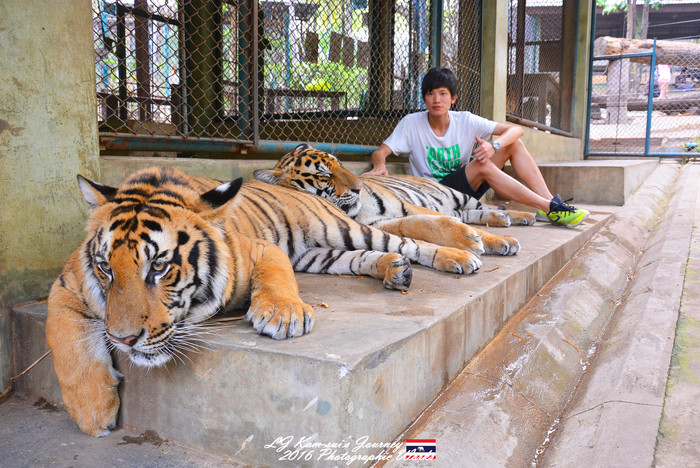 泰国清迈县旅行者,清迈佛寺之城等你采撷的泰北玫瑰