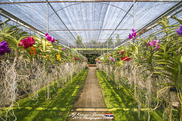 泰国清迈县旅行者,清迈佛寺之城等你采撷的泰北玫瑰