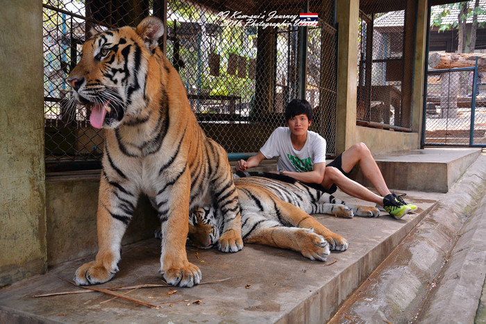泰国清迈县旅行者,清迈佛寺之城等你采撷的泰北玫瑰