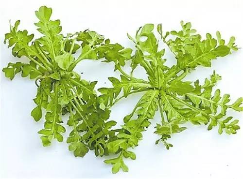 四川大山适合种什么药草,四川农村山上种什么药材最好