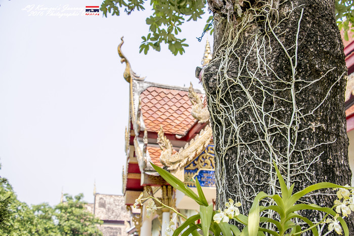 泰国清迈县旅行者,清迈佛寺之城等你采撷的泰北玫瑰