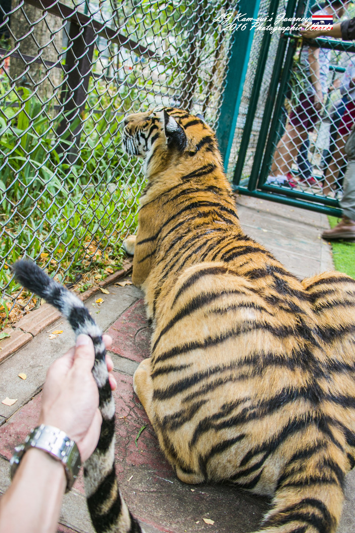 泰国清迈县旅行者,清迈佛寺之城等你采撷的泰北玫瑰