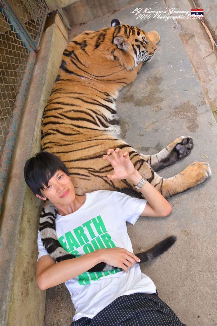 泰国清迈县旅行者,清迈佛寺之城等你采撷的泰北玫瑰