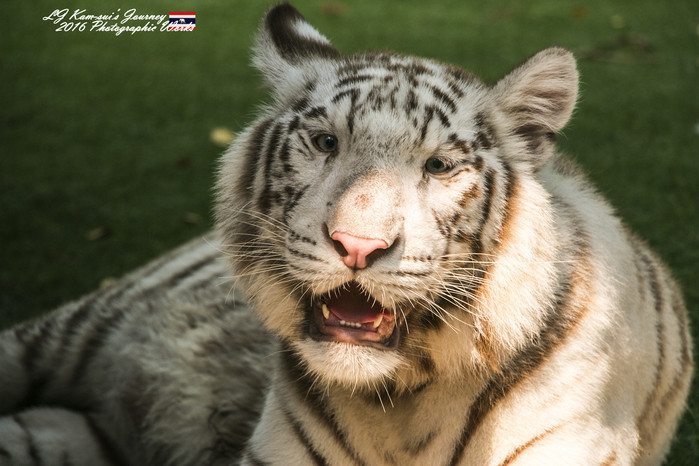 泰国清迈县旅行者,清迈佛寺之城等你采撷的泰北玫瑰