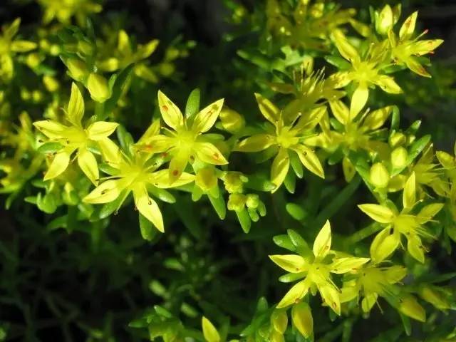 四川大山适合种什么药草,四川农村山上种什么药材最好