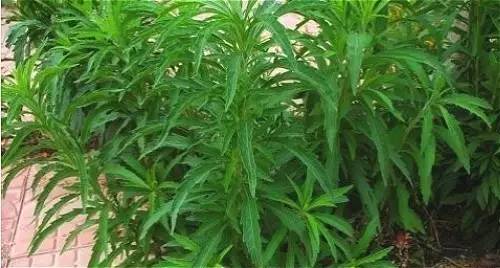 四川大山适合种什么药草,四川农村山上种什么药材最好