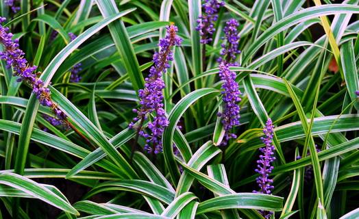 四川大山适合种什么药草,四川农村山上种什么药材最好