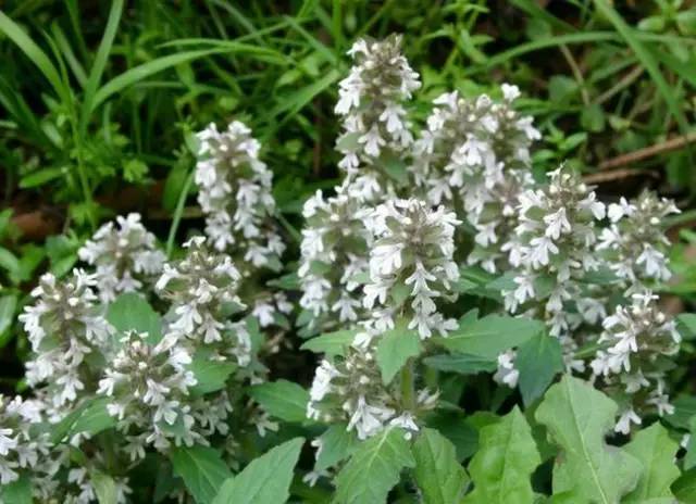 四川大山适合种什么药草,四川农村山上种什么药材最好