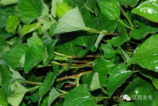 冰河开化狗熊撒欢,冰河解冻万物复苏狗熊撒欢原声