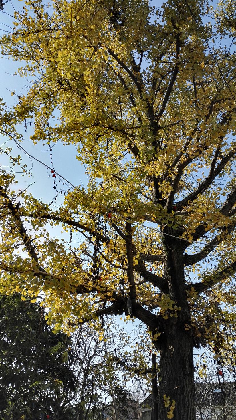 东山哪里的银杏最好看,阳山东山银杏打卡点