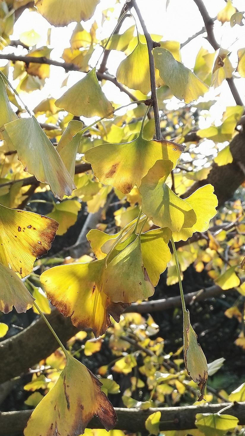 东山哪里的银杏最好看,阳山东山银杏打卡点