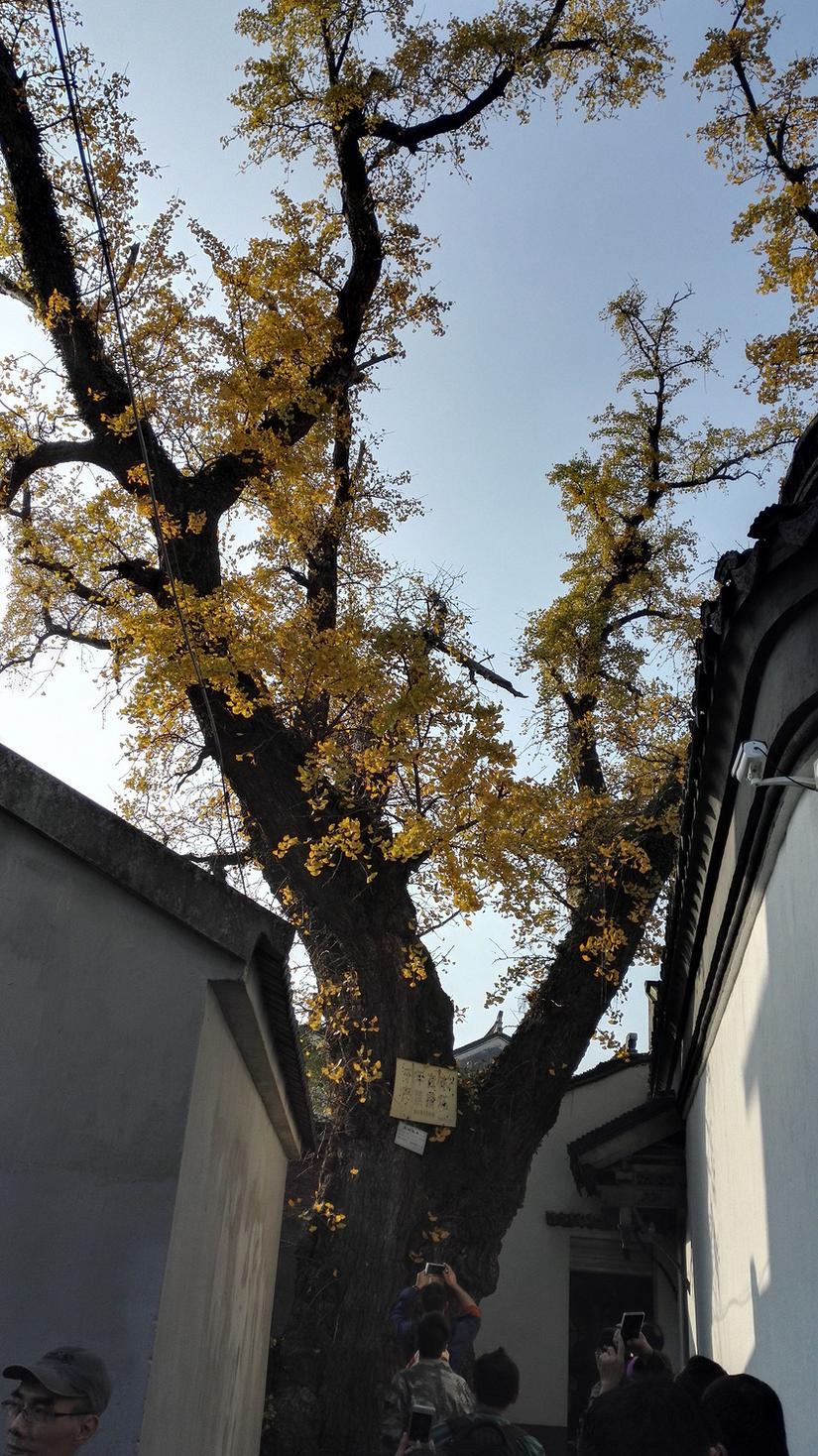 东山哪里的银杏最好看,阳山东山银杏打卡点