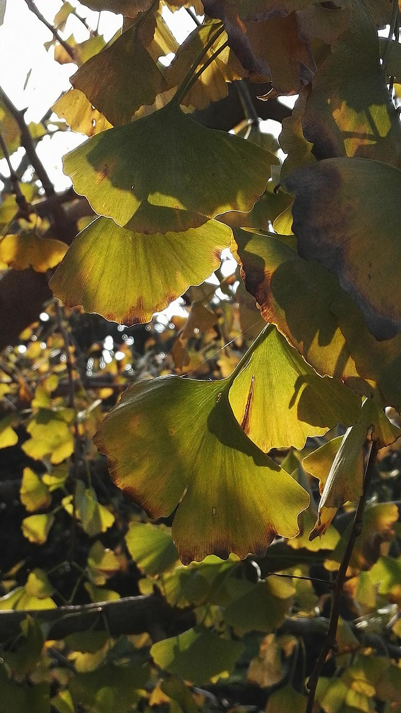 东山哪里的银杏最好看,阳山东山银杏打卡点