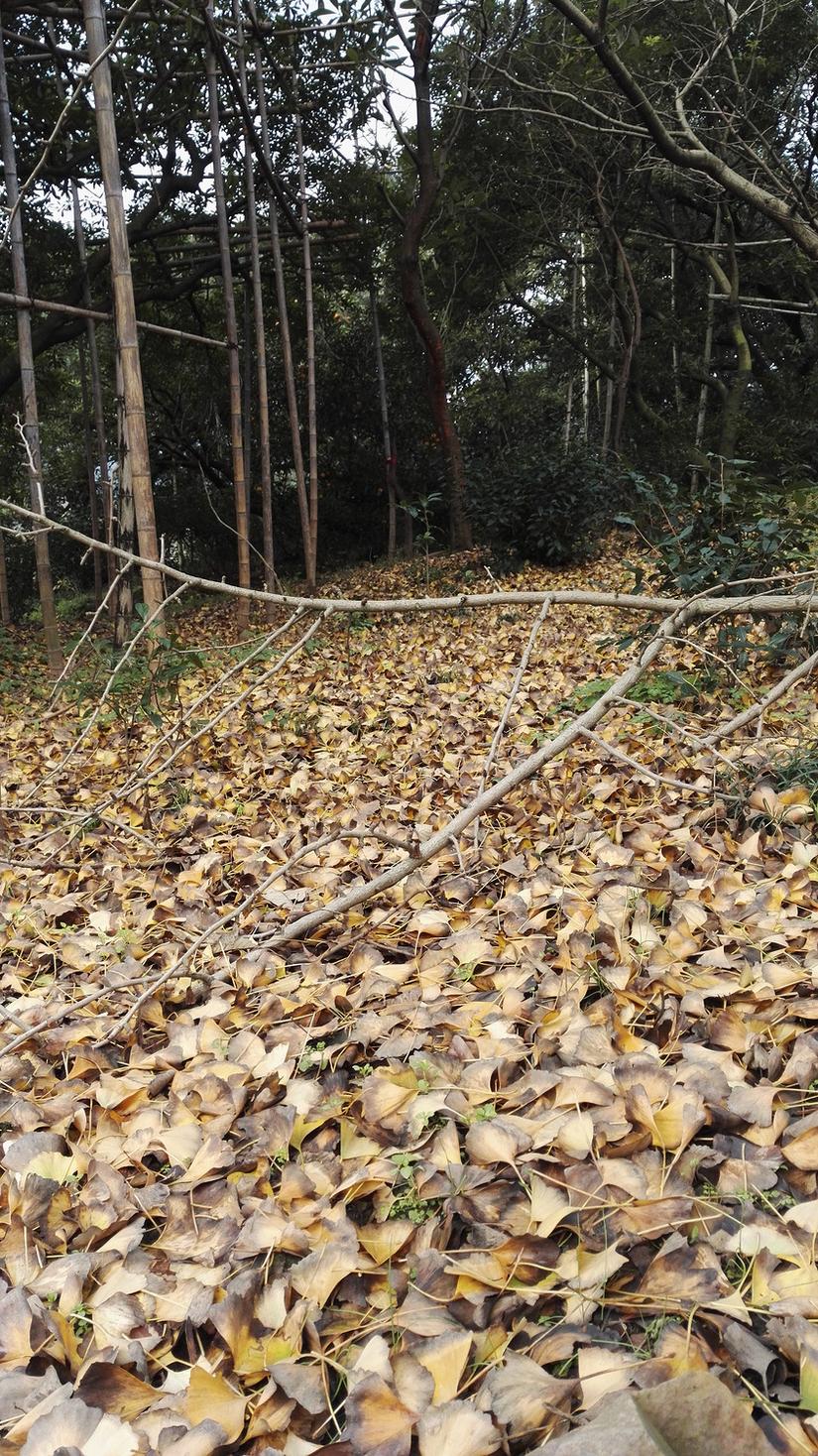 东山哪里的银杏最好看,阳山东山银杏打卡点