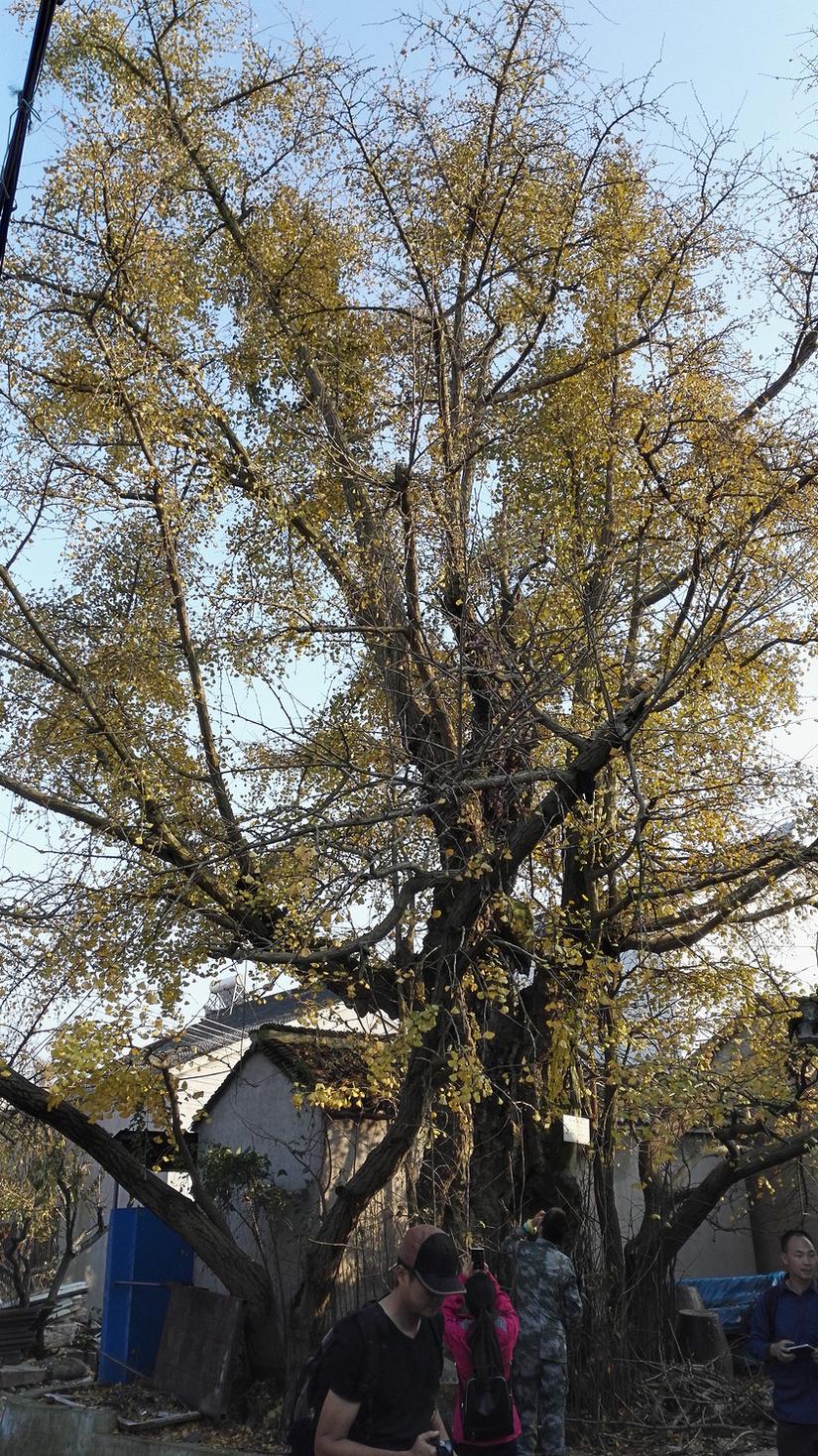 东山哪里的银杏最好看,阳山东山银杏打卡点