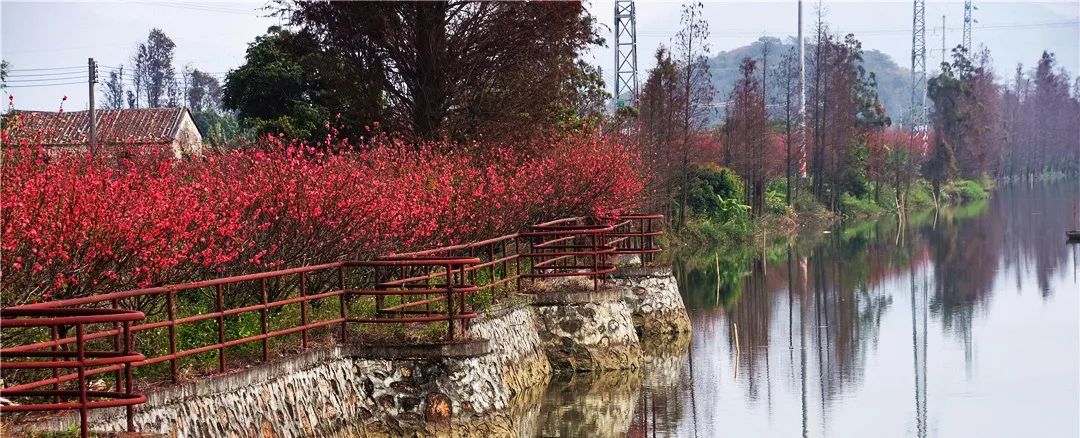 还未脱单？元宵前去东湾村吧，邂逅浪漫！