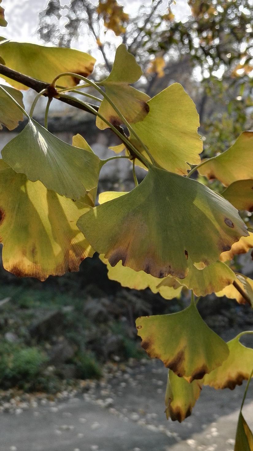 东山哪里的银杏最好看,阳山东山银杏打卡点