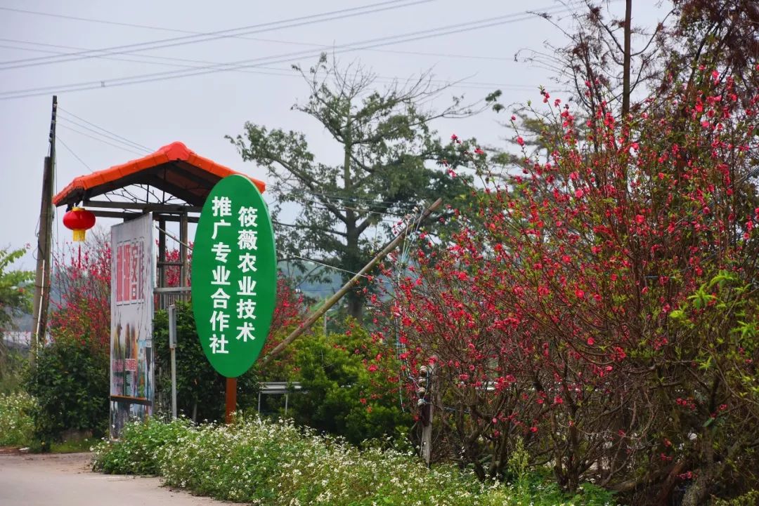 还未脱单？元宵前去东湾村吧，邂逅浪漫！