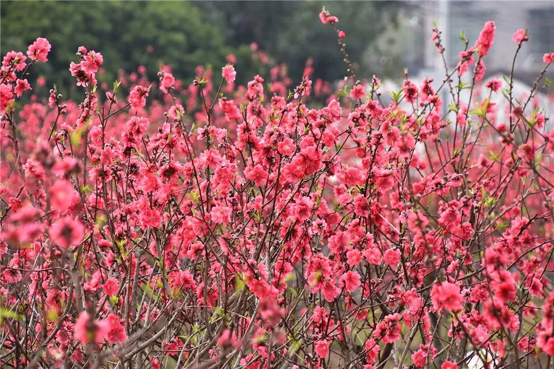 还未脱单？元宵前去东湾村吧，邂逅浪漫！