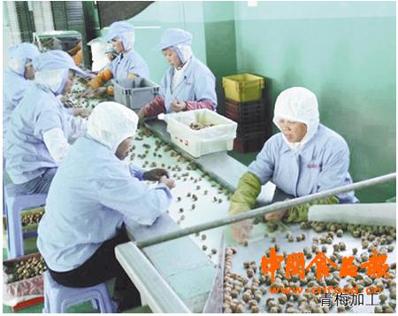 福建诏安：力推青梅品牌实现兴农富民