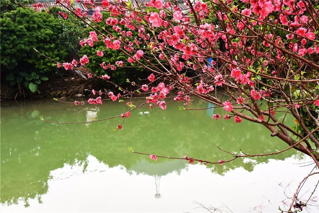 还未脱单？元宵前去东湾村吧，邂逅浪漫！