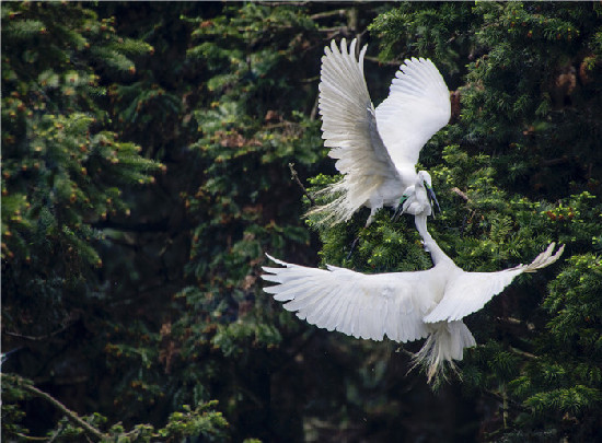 李纪恒：把大盈江和瑞丽江打导致国内外知名旅游目的地