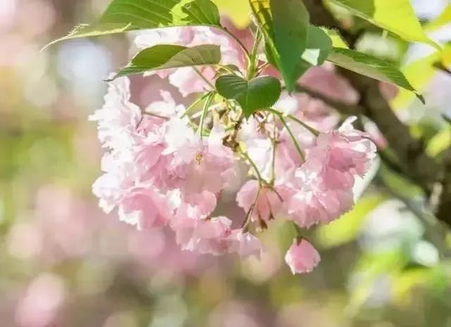 樱花开了！该寻觅浪漫了！请收好这份赏樱地图！