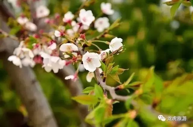 樱花开了！该寻觅浪漫了！请收好这份赏樱地图！