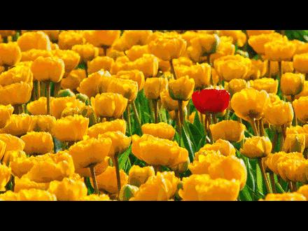 「春城秀」热烈温暖，绽放郁金之美