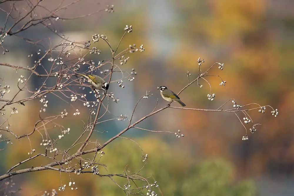画眉、柳莺……在镇海栖息的这些“小精灵”，你都认识吗？