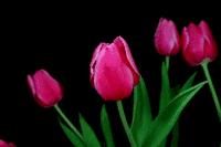 「春城秀」热烈温暖，绽放郁金之美