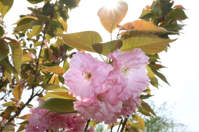 樱花开了！该寻觅浪漫了！请收好这份赏樱地图！