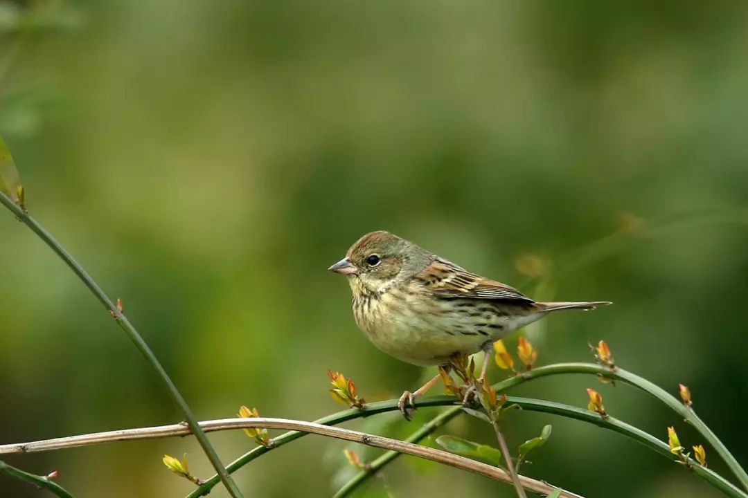 画眉、柳莺……在镇海栖息的这些“小精灵”，你都认识吗？