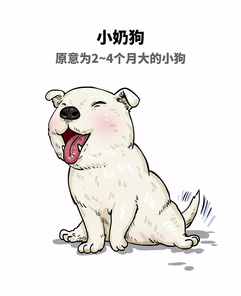 狗年一定旺的狗狗,狗年了你知道狗的种类有哪些吗