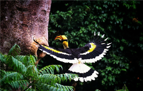 李纪恒：把大盈江和瑞丽江打导致国内外知名旅游目的地