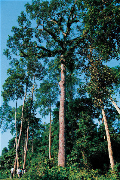 李纪恒：把大盈江和瑞丽江打导致国内外知名旅游目的地