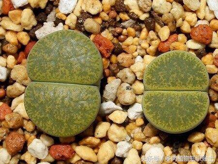 生石花多肉的品种,多肉植物生石花品种大全