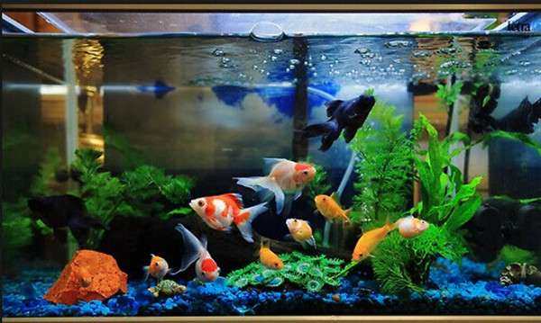 新手养金鱼的注意事项及禁忌,养金鱼需要注意的事项