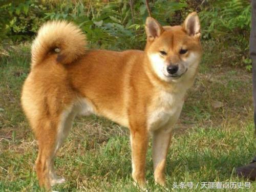 狗年说狗漫谈中国古代的狗,狗年说狗的传说