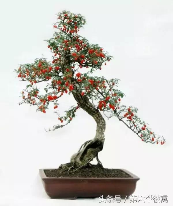 芽叶枝花都可赏，北国红豆亦相思