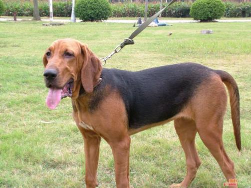 了解狗狗的十大冷知识,狗年狗狗的运势怎么样