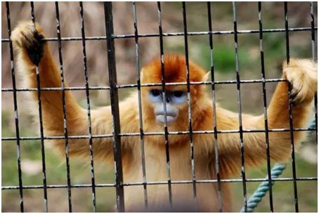 如何低门槛结合微信号解封+CPS达到月入5位数？